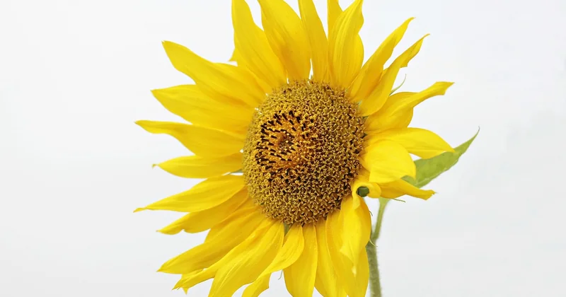 What are good ways to show appreciation?