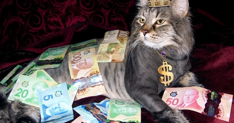 How to make $100 a day asap